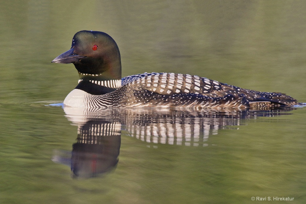 Common Loon