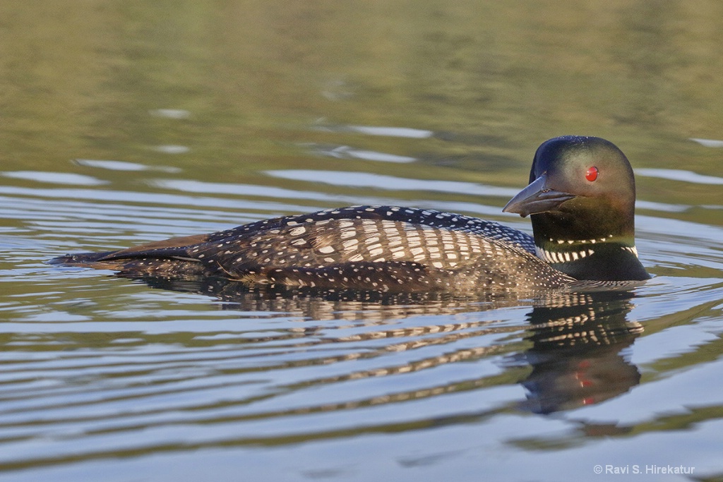 Common Loon