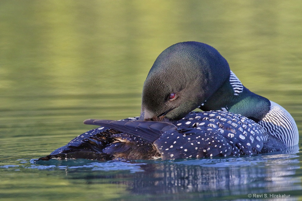 Common Loon preening