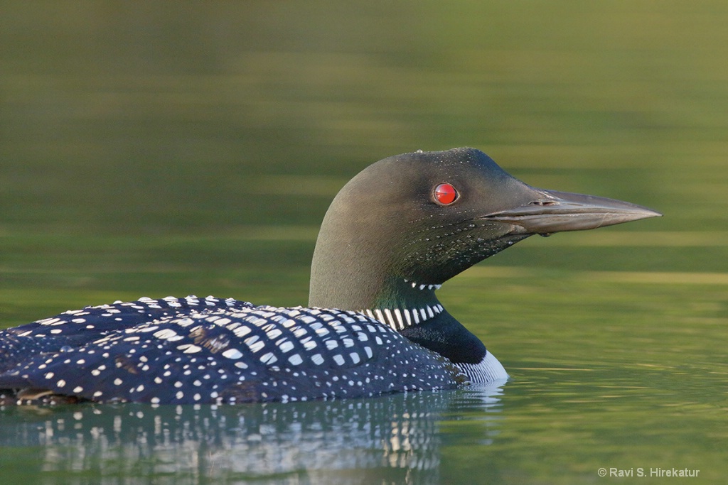 Common Loon