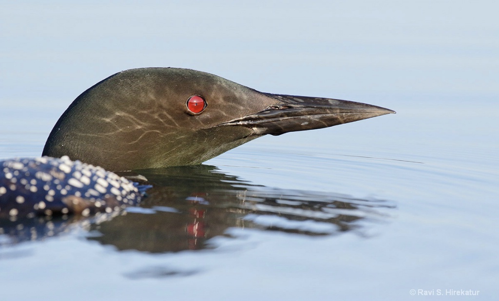 Common Loon Close-up