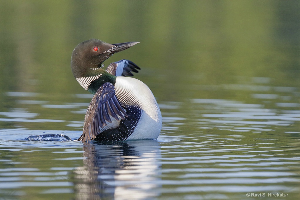 Common Loon flapping Wings
