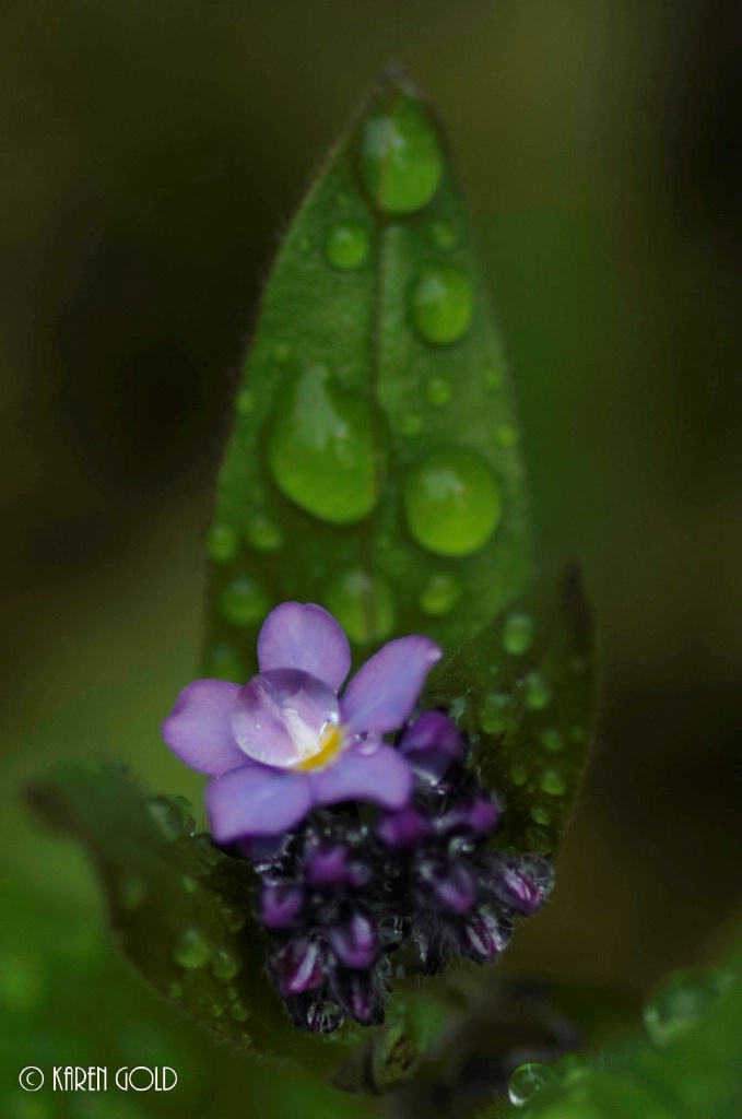 Forget-Me-Nots and Raindrops.