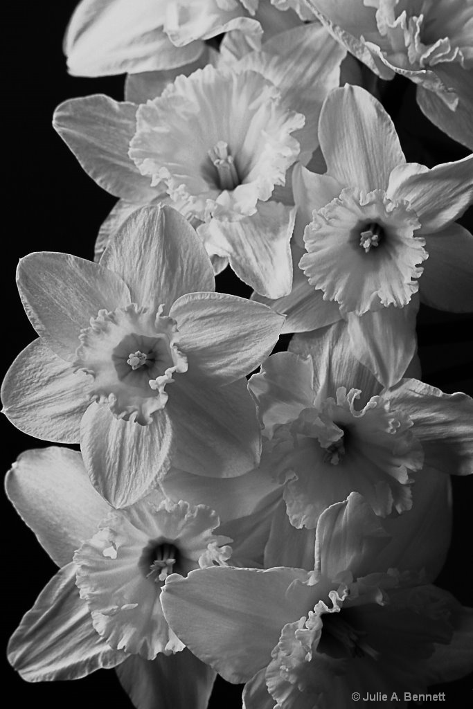 daffodills