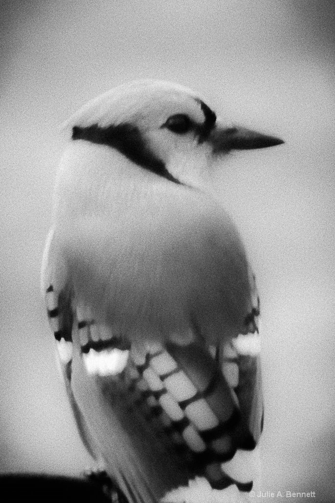Mr Jay