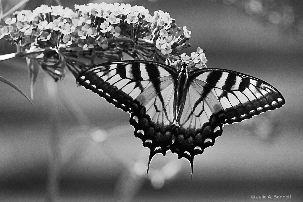Scolloped Wings