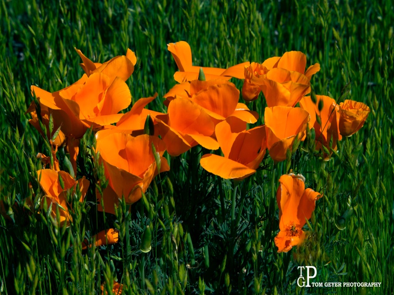 Poppies