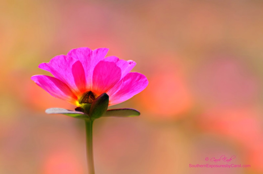 Pink Purslane