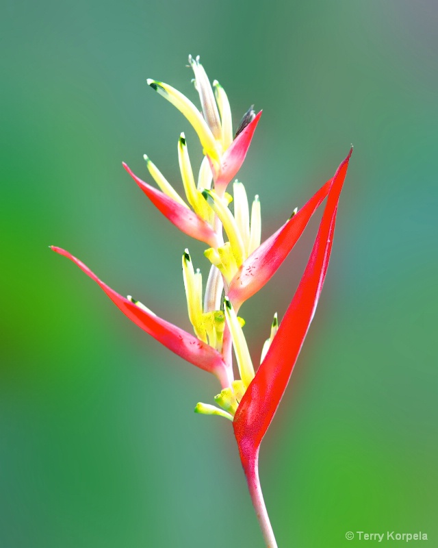Flower from a botanical garden in Tortola