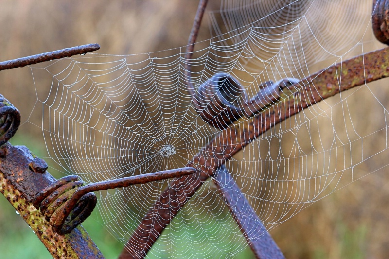 Web on a Rake