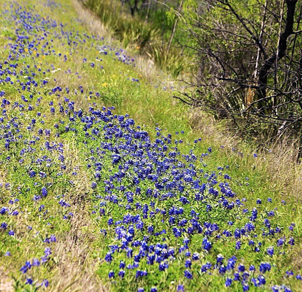 Purple Rain on Earth Day