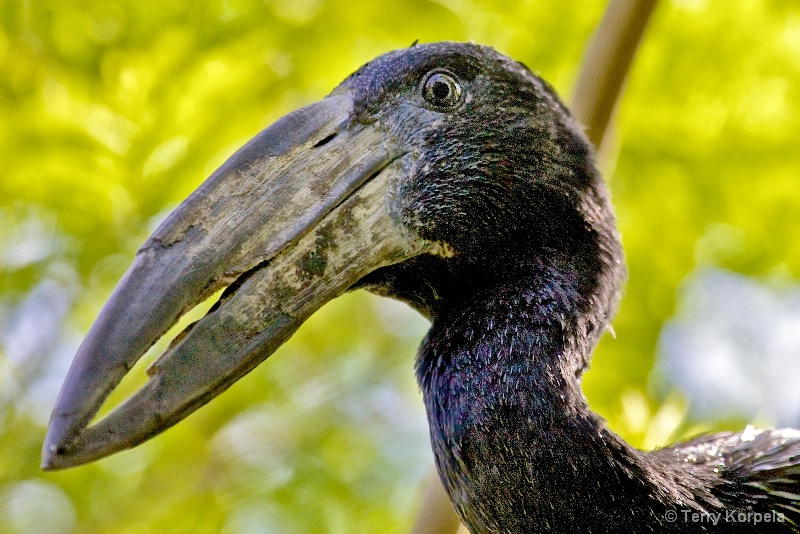 African Open Bill Stork (portrait)