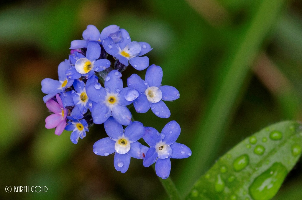 Forget Me Nots and Raindrops.