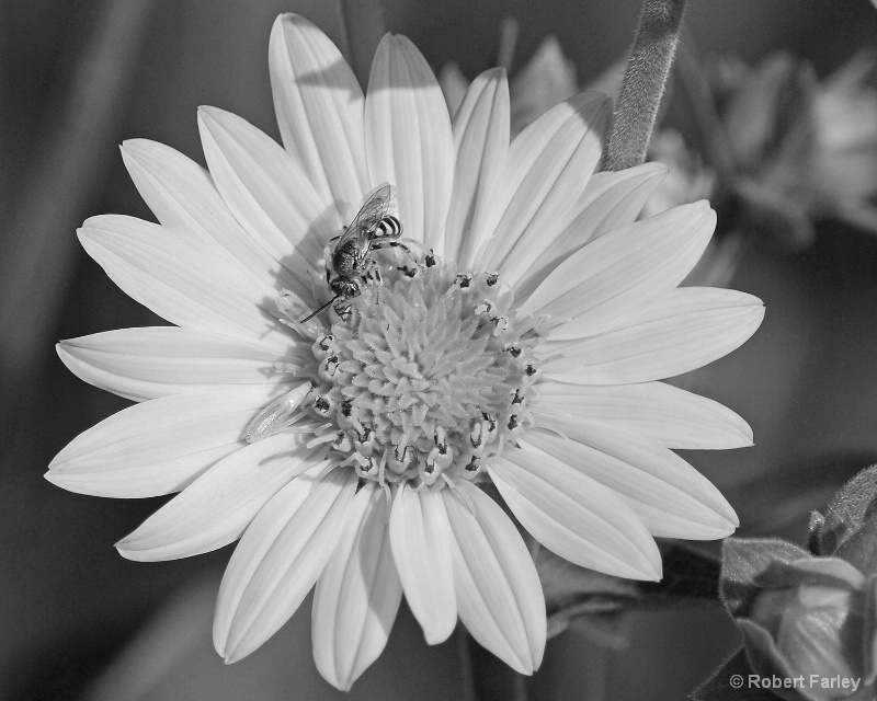 bee and flower in black and white