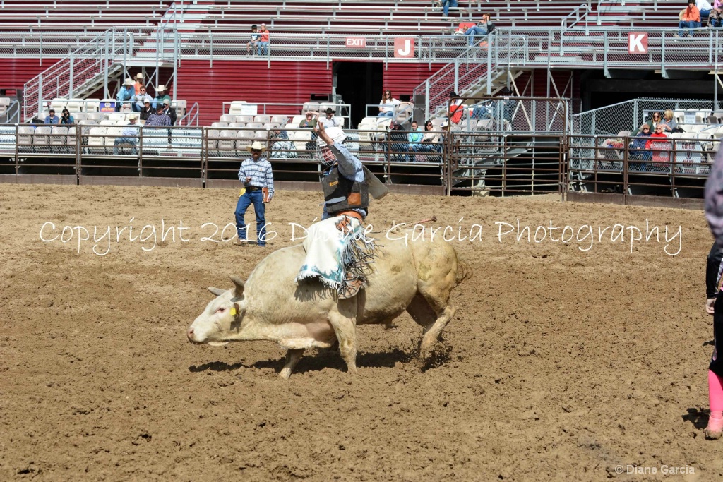 UHS Rodeo SF16 Bulls 68.JPG