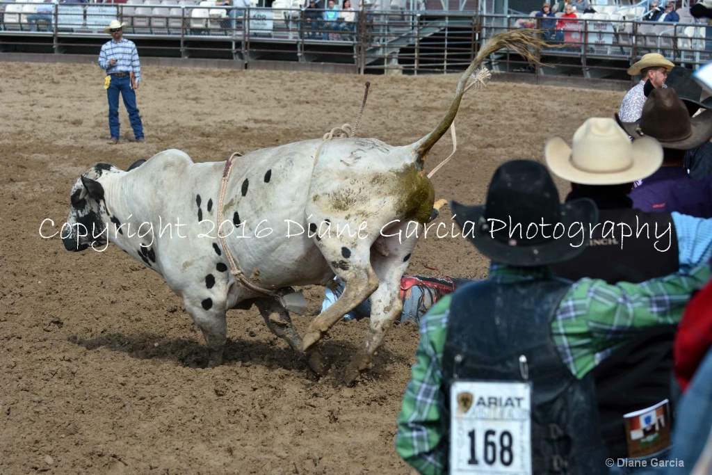 UHS Rodeo SF16 Bulls 60.JPG