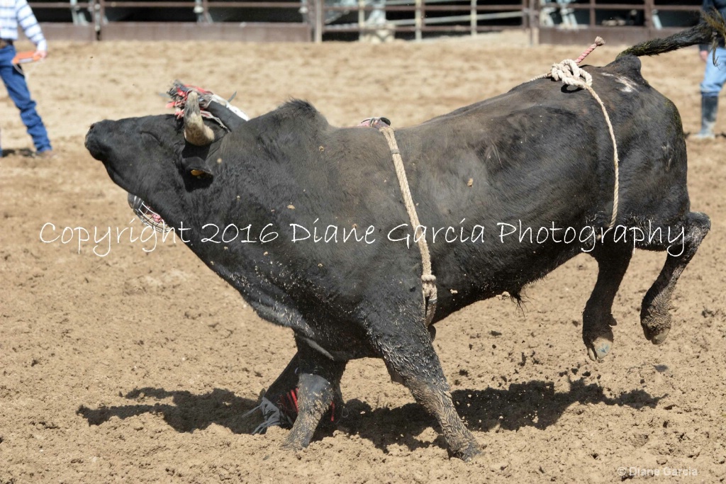 UHS Rodeo SF16 Bulls 36.JPG