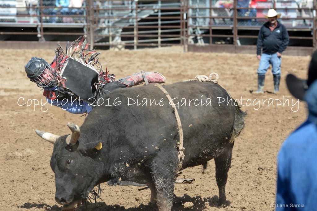 UHS Rodeo SF16 Bulls 35.JPG