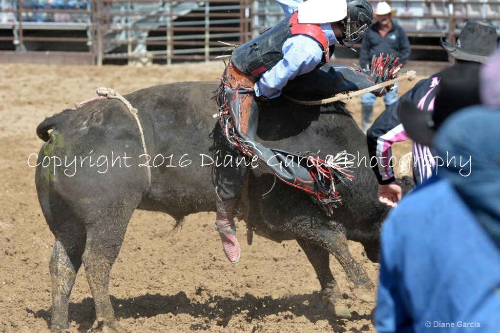 UHS Rodeo SF16 Bulls 33.JPG