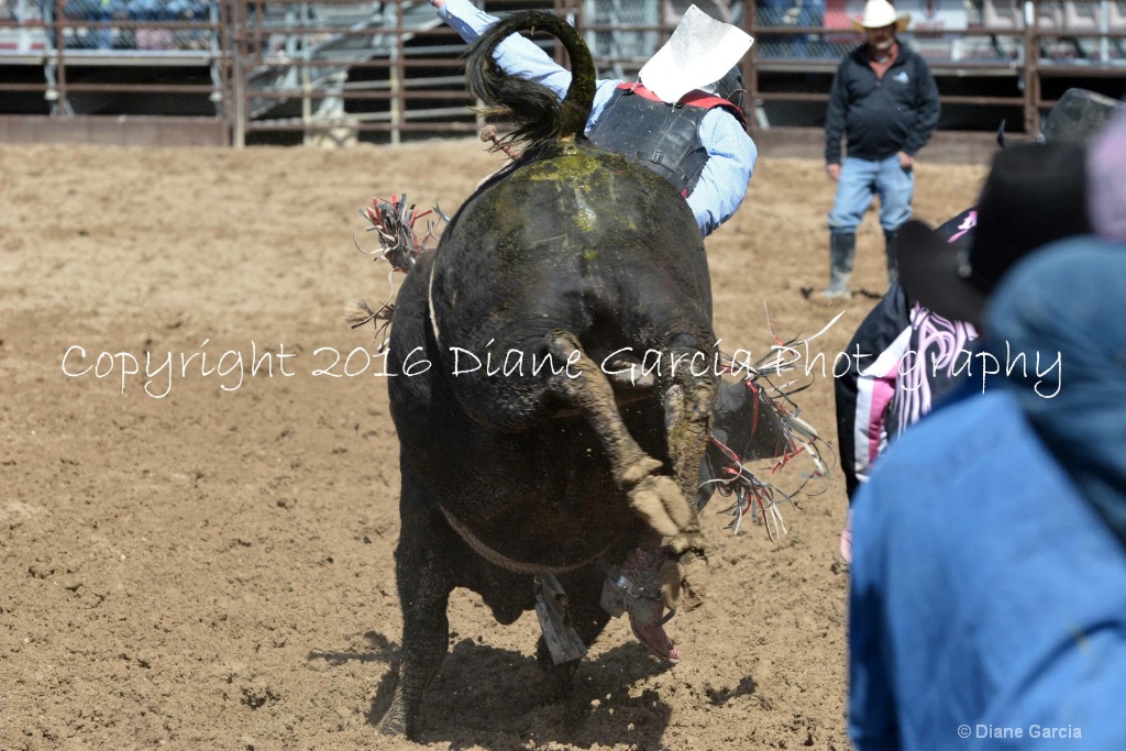 UHS Rodeo SF16 Bulls 32.JPG