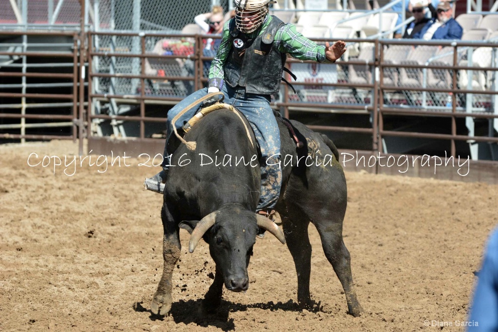 UHS Rodeo SF16 Bulls 2.JPG
