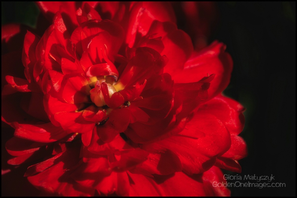 Red triple tulip - Longwood Gardens. Natural light