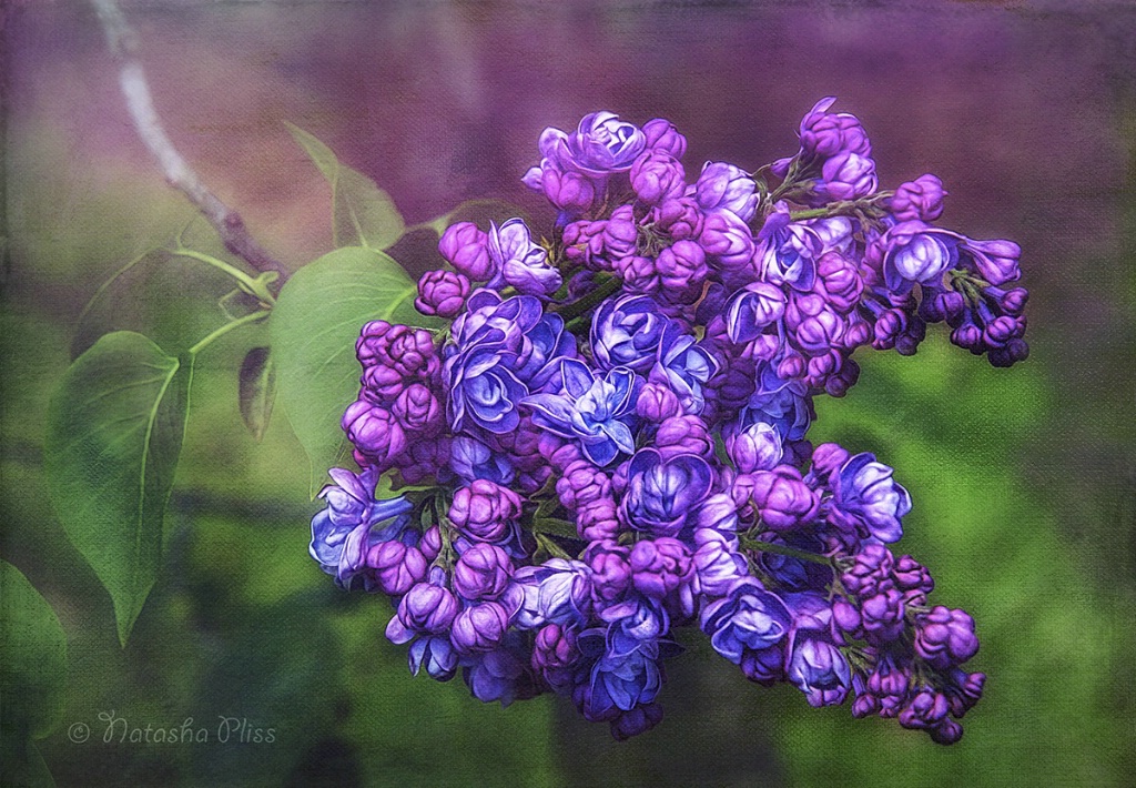 Arnold's lilac