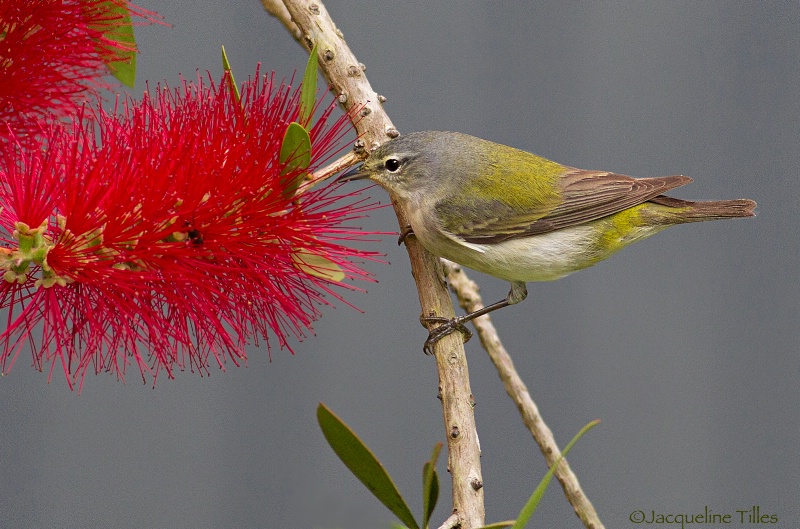 Tennessee Warbler on Red Bottlebrush