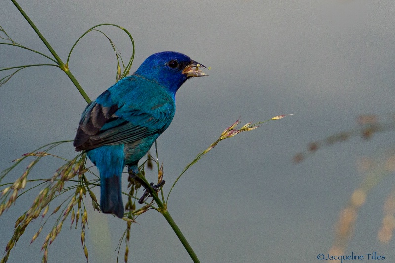 Indigo Bunting