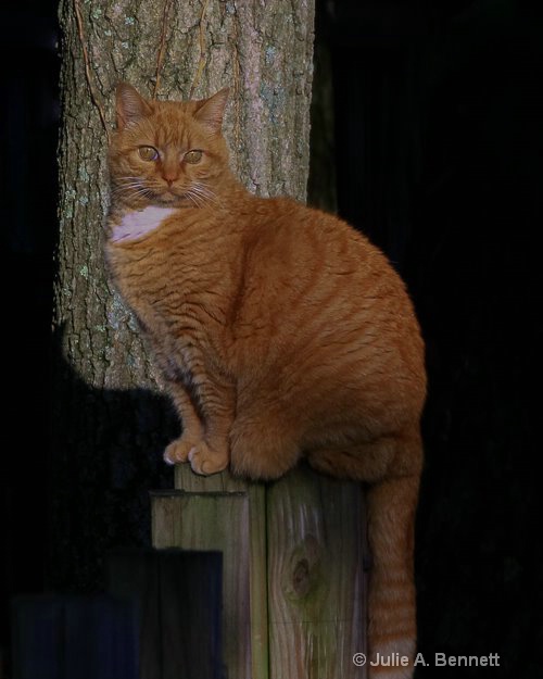 Neighbors Cat-1