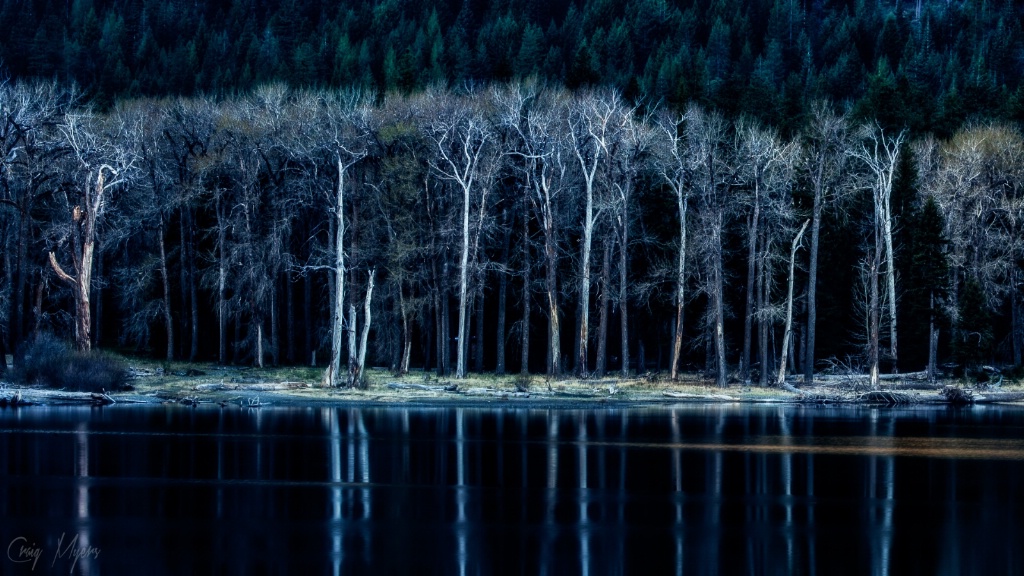 Skeleton Trees, Wallowas Lake