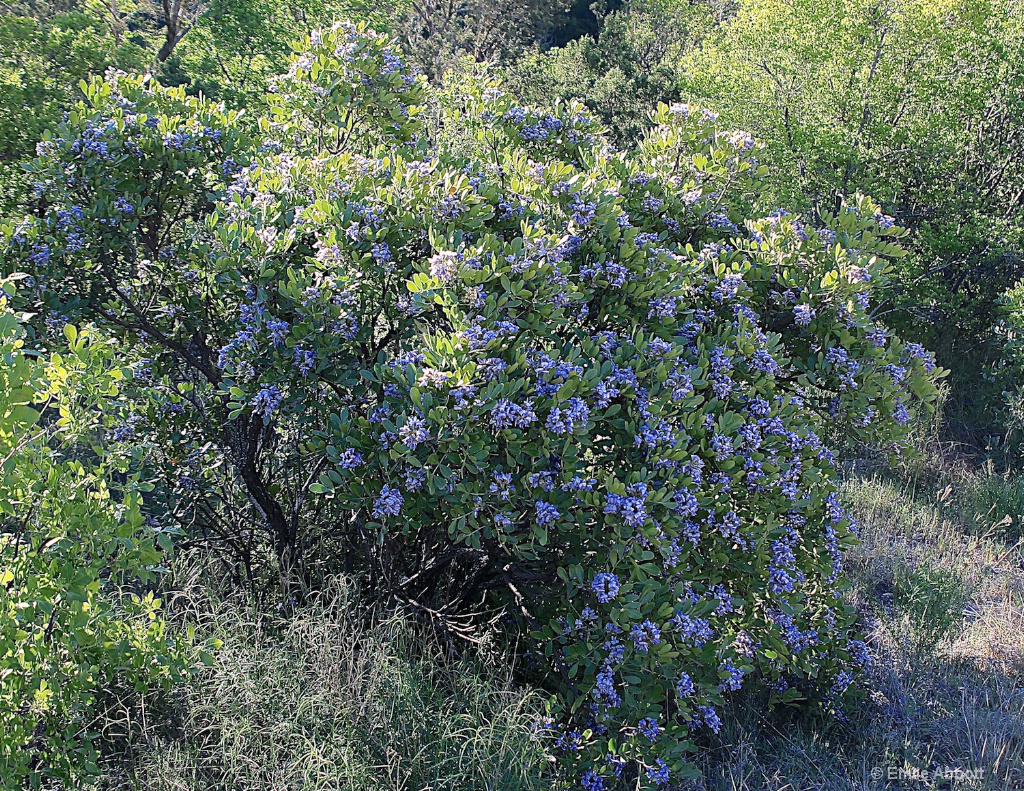 Texas Mountain Laurel