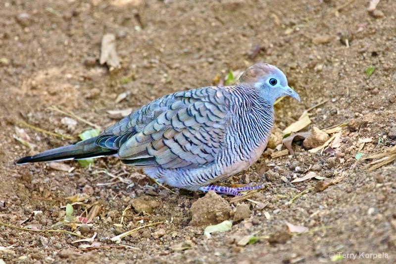 Zebra Dove