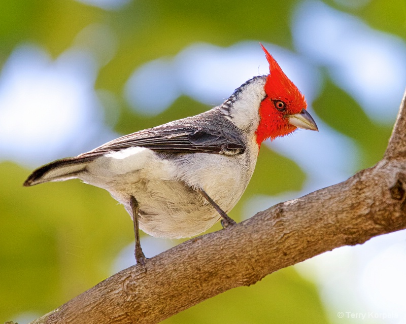 Red Crested Cardinal