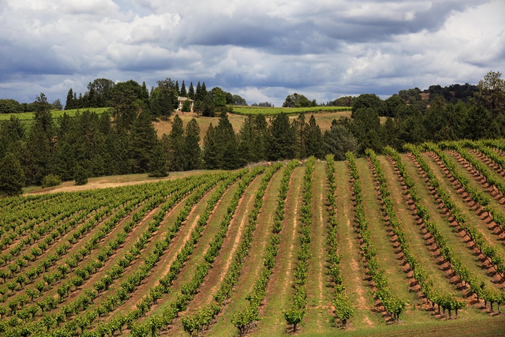 Driven Winery Vineyards