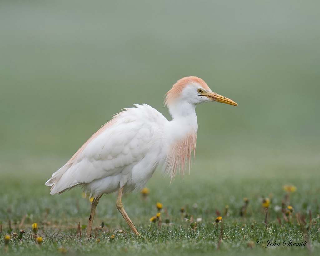 Cattle Egret - May 10th, 2015