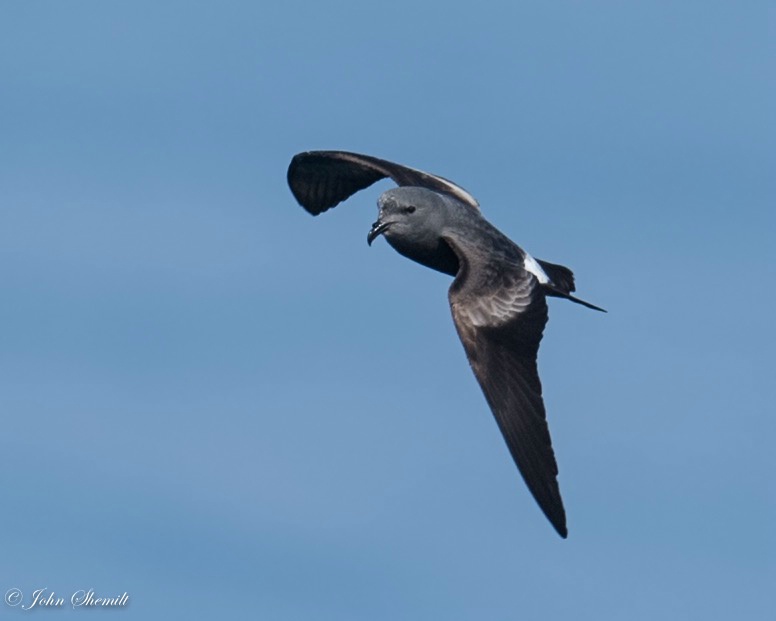 Leach's Storm-petrel - May 29th, 2016