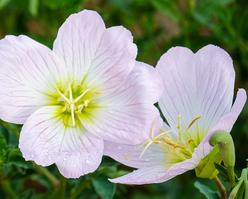 desert flower after a sprinkle of rain