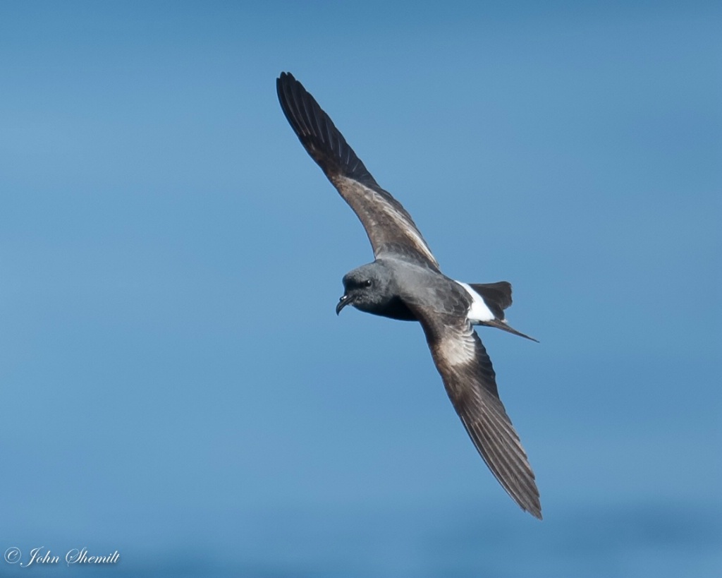 Leach's Storm-petrel - May 29th, 2016