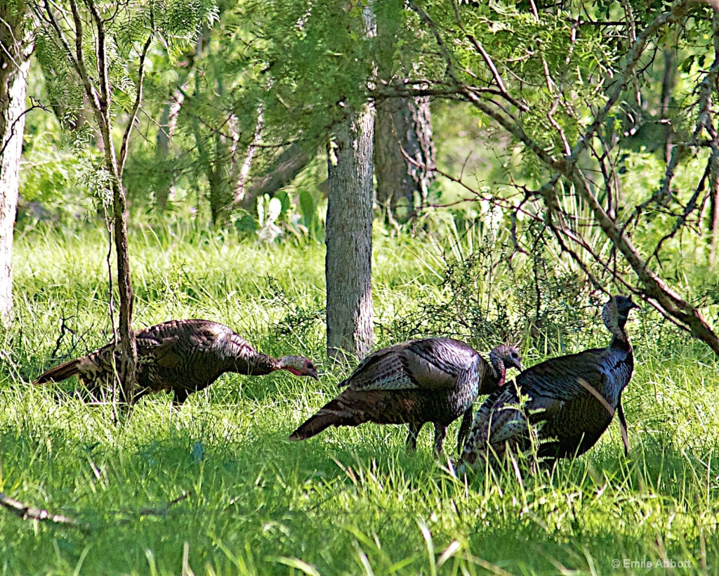 Rio Grand Turkeys