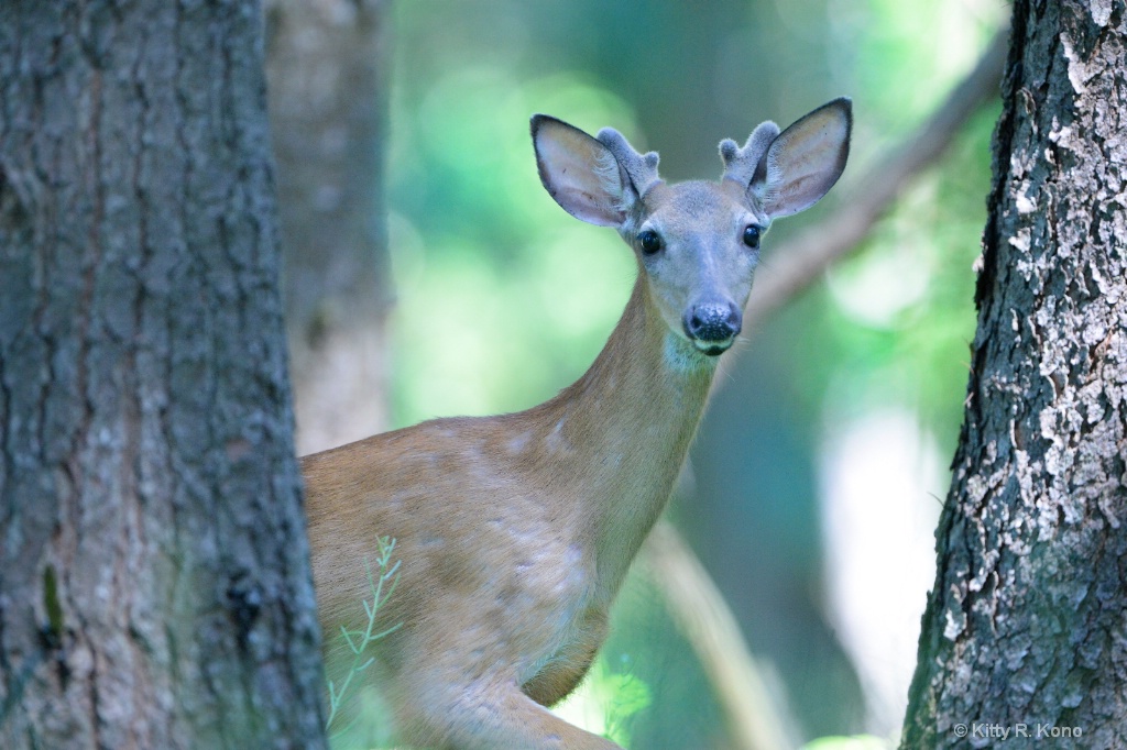 Deer in the Window 