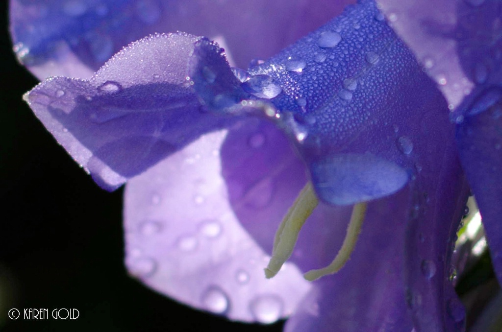 Bell Flower and Raindrops.