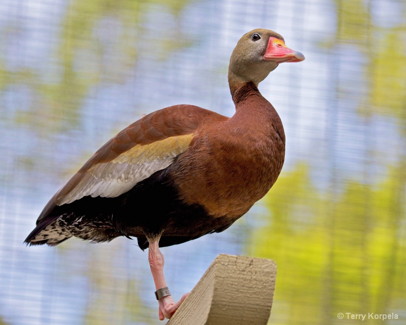 Black-bellied Whistling Duck