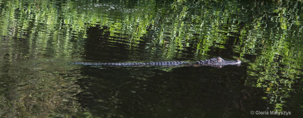 Gator on the move - Sawgrass Lake, St Petersburg, 