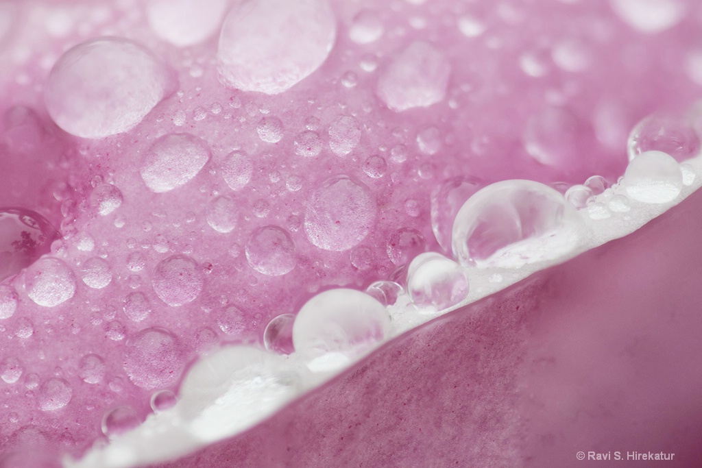 Dew drops on Magnolia flower