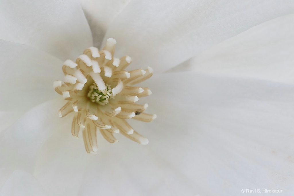 White Magnolia flower close up