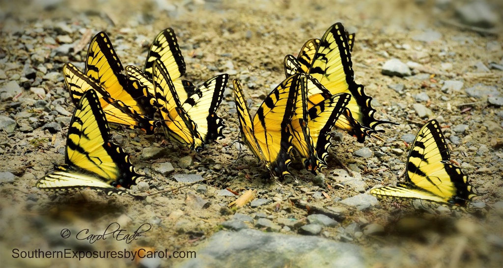 Swallowtails Puddling at Tremont