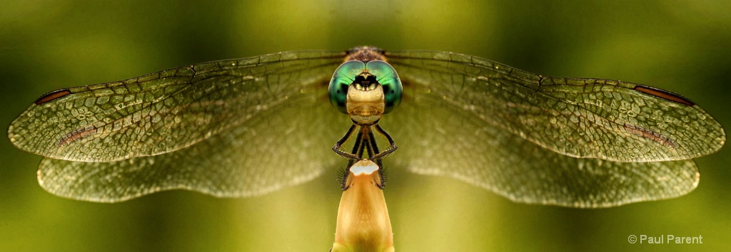 Dragonfly World