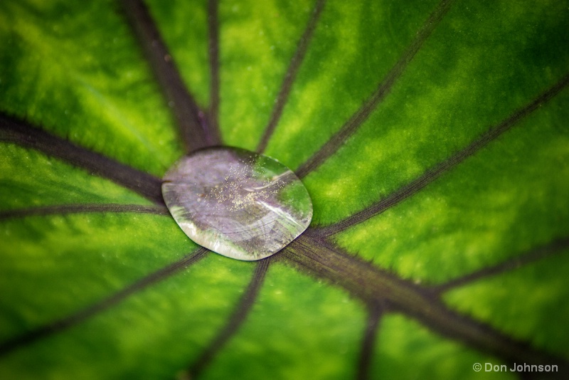 Water Drop on Leaf 4-23-16 470