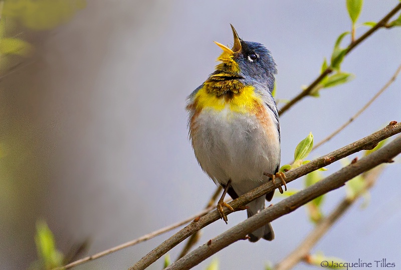 Northern Parula Singing